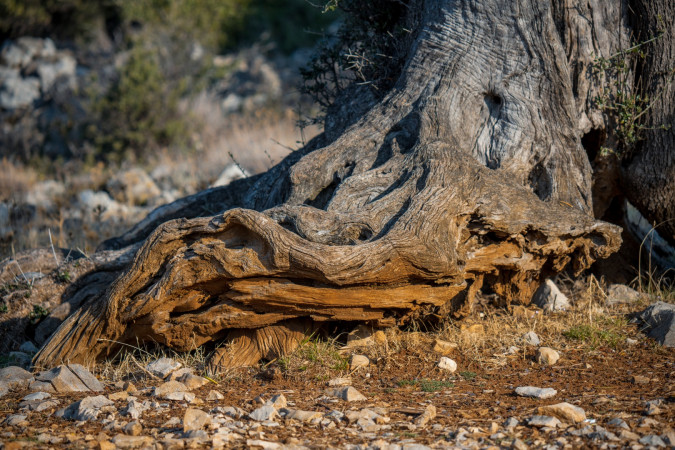 Villa Vidonjica Novalja