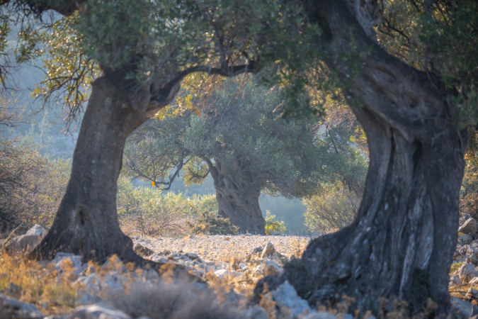 Villa Vidonjica Novalja