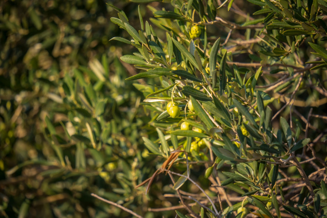 Villa Vidonjica Novalja